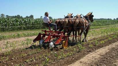 #2rhst - Cultivator horse drawn 2 row with shields
